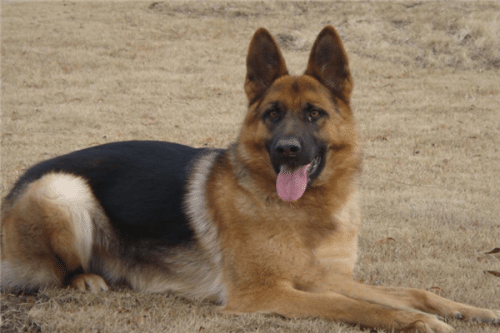 最聪明的十大警犬（昆明犬上榜，杜宾犬第二）