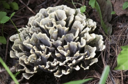 中国十大野生菌（杏鲍菇上榜，干巴菌口感似牛肉）