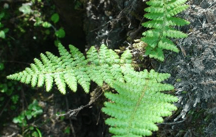 玉龙蕨作为稀有植物，现代对它的系统位置存在什么争议？