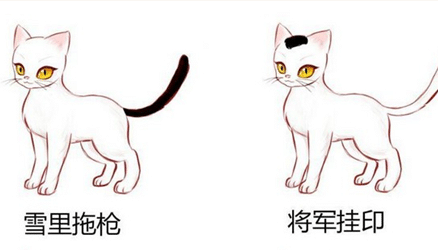 古人对猫咪非常喜爱，古代为它起了哪些生动文雅的名字？