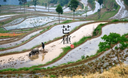 二十四节气中的“芒种”的由来是什么